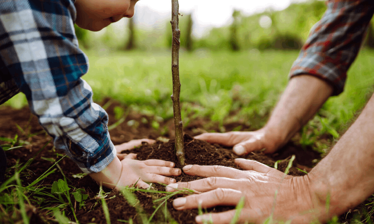 Hands planting a tree